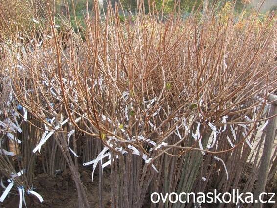 ovocné stromky