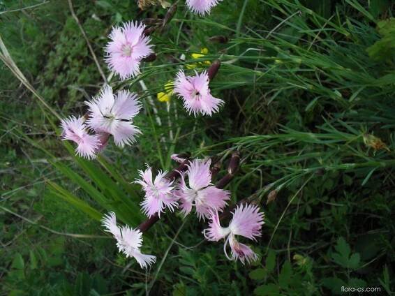 Atlas: dianthus plumarius 1