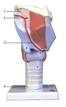 Model lidského hrtanu - 7 částí - larynx - modely lidské dýchací soustavy