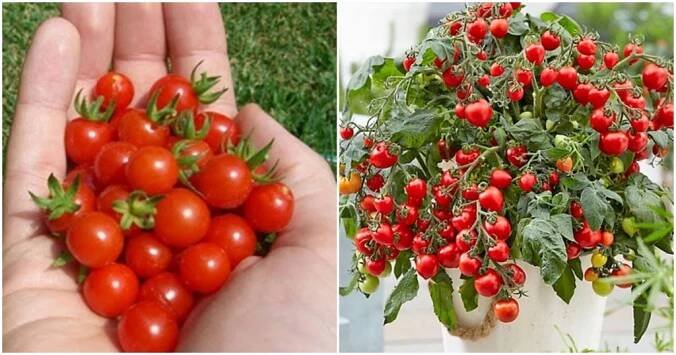 Vypěstujte si původní divoké rajče – překvapí svou lahodnou chutí i množstvím antioxidantů