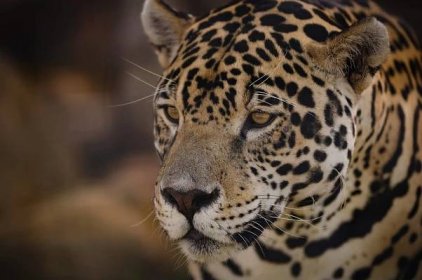 Last 15,000 Jaguars at Risk of Extinction - Leakshare
