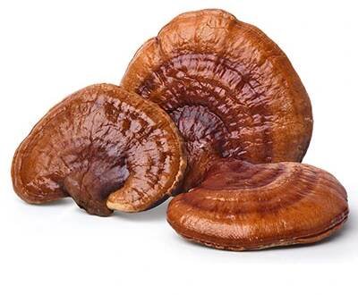 Reishi - Ganoderma lucidum