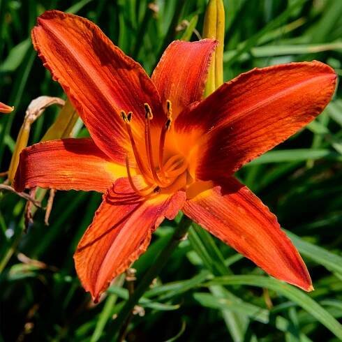 Hemerocallis 'Autumn Red' (Daylily)
