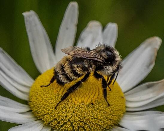 skippers | Brtthome's Blog