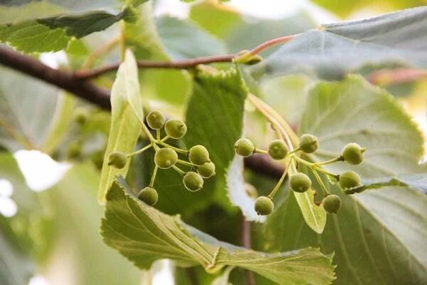 Lípa srdčitá VELMI MEDONOSNÁ ODRŮDA tilia cordata SAZENICE Výška sazenice 125–150 cm