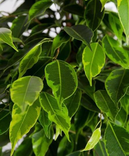Fíkus, Ficus benjamina Anastasia, zeleno - žlutý, skladem | ZAZUMi.cz