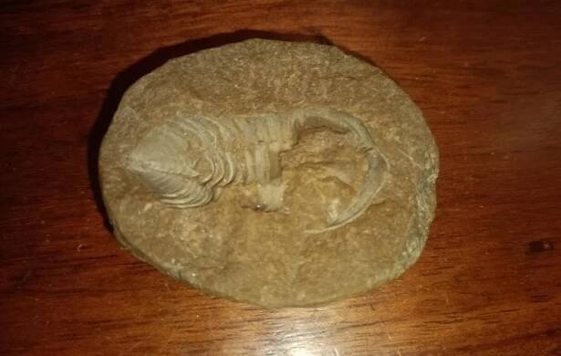 Krásný vzorek fosilie trilobita - naleziště Těžkov ! - Minerály a zkameněliny