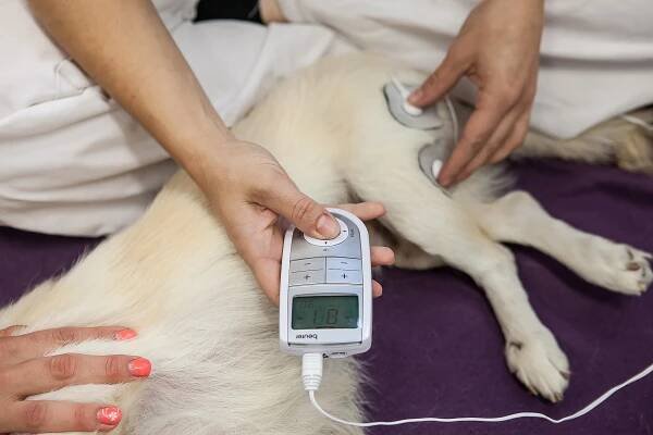Fyzikální metody :: PhysioDOG - fyzioterapie psů a malých zvířat