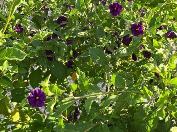 Solanum rantonnetii