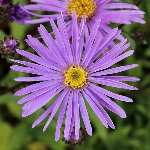 Soubor:Aster amellus-IMG 6177.jpg
