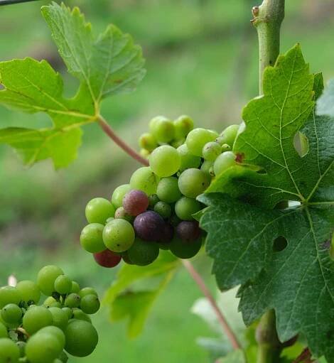 August Wine Journal