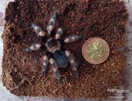 Sklípkan Brachypelma hamorii (smithi) - mláďata - foto 5