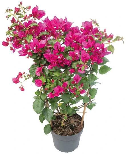 Piardino Bugenvilea Bougainvillea glabra; velikost květináče: ⌀ 21 cm