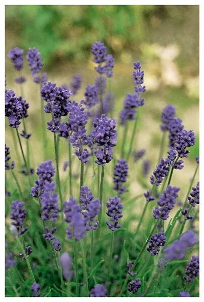 Lavandula angustifolia HIDCOTE COMPACT BLUE - levandule úzkolistá