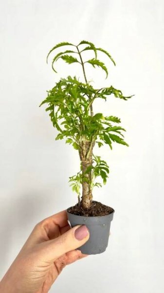 Polyscias Filicifolia – exotická pokojová rostlina Výrobce ostatní