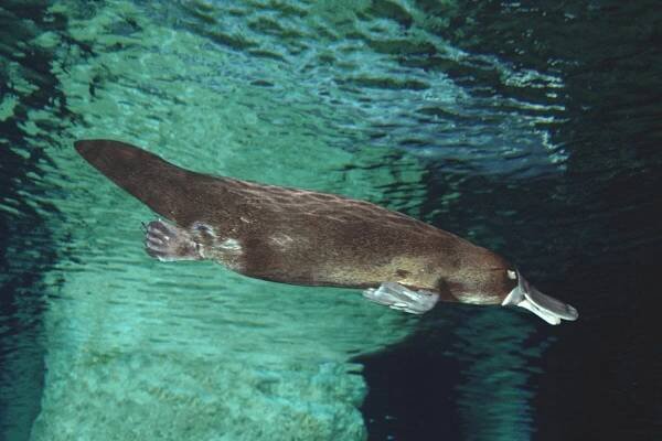 Marine Animals – Ocean Action Hub