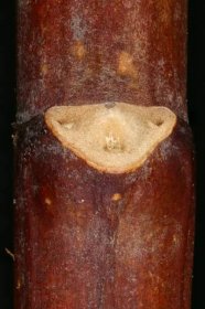 Mock-Orange (Philadelphus coronarius). Boční list Bud skrytý pod listovým jizvou — Stock obrázek