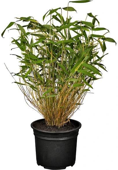 OBI Gartenbambus Höhe 30 - 40 cm Topf ca. 3 l Fargesia murielae