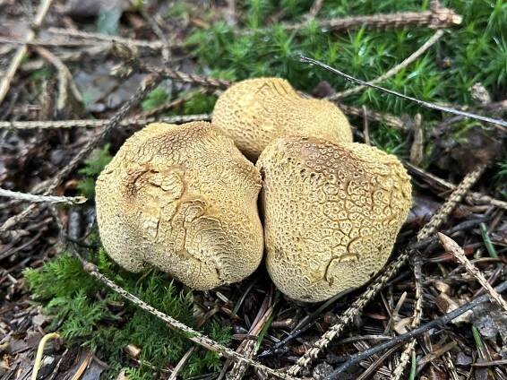 Scleroderma citrinum: The Ultimate Mushroom Guide
