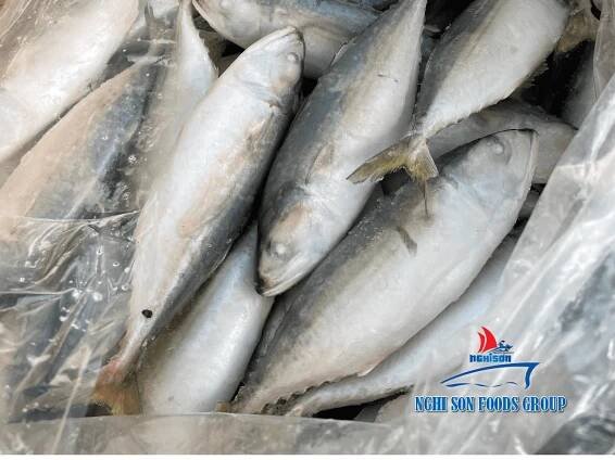 Frozen Indian Mackerel Nghi Son Foods Group 4