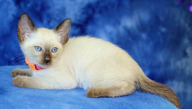Felicia’s third litter at SEVEN weeks