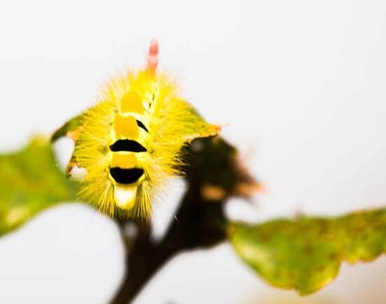 bledý tussock - calliteara pudibunda catterpillar - štětconoš ořechový - stock snímky, obrázky a fotky