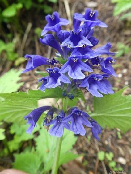 Zběhovec - Ajuga incisa