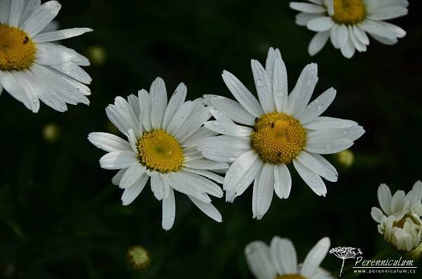 Leucanthemum × superbum 'Gruppenstolz' | Perenniculum