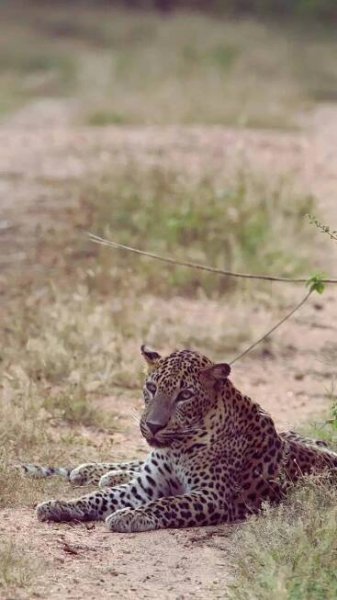 Spotting the Sri Lankan Leopard: 7 best national parks to spot the elusive big cat