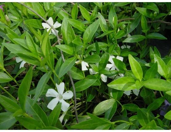 Vinca minor Alba - brčál barvínek
