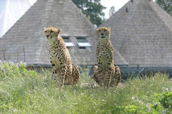 Gepard súdánský (4.7.2012)