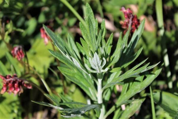 Green Gulch – GGNRA – Marin = Hike