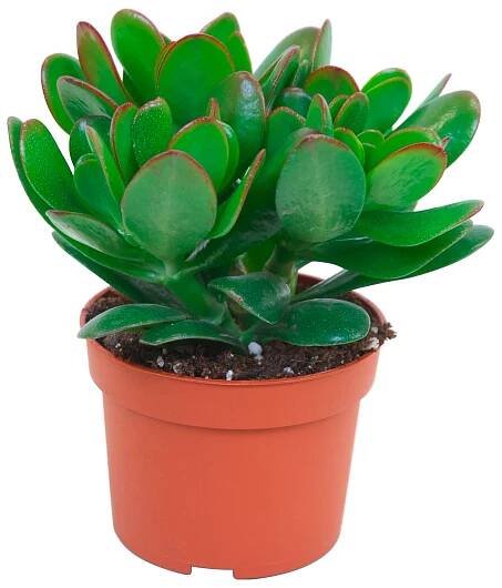 Tlustice "Magical Tree" průměr květináče cca 10,5 cm nakoupit u OBI