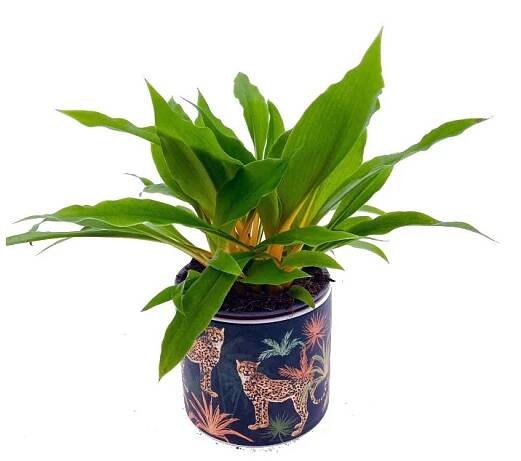Chlorophytum orchidastrum "Green Orange"