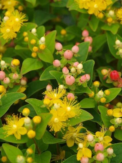 Iniciatíva # slovenskí záhradníci - Drobnokveté ľubovníky (Hypericum)
