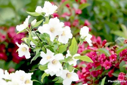 Philadelphus grows high up to four meters