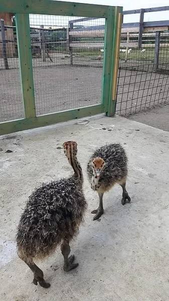 Pštros africký kuřata prodej - Dobelice (Znojmo), Prodám