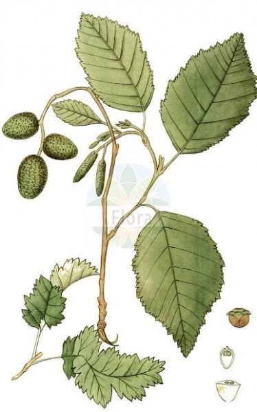 Alnus incana - Betulaceae,Plantae,Pteridobiotina,Angiosperms,Fagales,Betulaceae,Alnus,Alnus incana,Alnus februaria var. incana, Alnus glutinosa var. incana, Alnus incana f. acutiloba, Alnus incana var. argentea, Alnus incana var. argentea, Alnus incana var. bipinnatifida, Alnus incana var. pinnatifida, Betula alnus var. incana, Betula incana,Grau-Erle;grey alder;gray alder;speckled alder;white alder;hoary-leaved alder;silver-leaved alder;Verne;Aulne blanchâtre;aulne blanc;aulne de montagne;aulne gris;aliso blanco;aliso gris;Ontano bianco;ontano peloso;alno bianco;witte steenraket;witte waterkers;grauwe els;grijze els;witte els;ольха серая;vërri;bijela joha;witte reseda;grå al;gråal;gråel;olsza biała;olsza szara;siva jelša;hamvas éger;olše šedá;anin alb;anin de munte;anin roşu;arin alb;jelša sivá;вільха сіра;бяла елша;сива елша;hall lepp;valge lepp;baltalksnis;gråor;harmaaleppä;gráölur;бела јова;baltalksnis;γκρι σκλήθρο