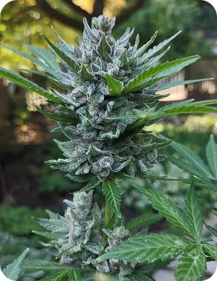 Jack Herer 15% THCP