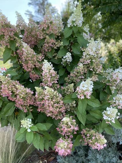 Shrubs - Bella Terra Landscapes