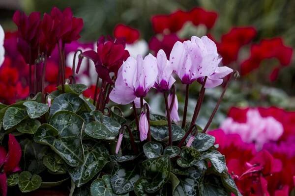 Brambořík perský (Cyclamen persicum) vykvétá od září až do začátku března, ale vyžaduje o poznání chladnější prostředí, než jaké mu můžeme v našem bytě poskytnout.