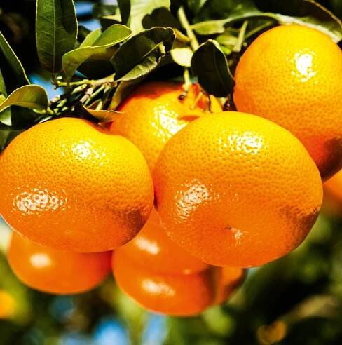 Image Library | Fruits From Chile