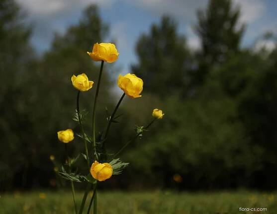 Upolín nejvyšší (Trollius altissimus)