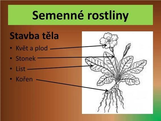 PPT - S emenné rostliny 4. ročník PowerPoint Presentation, free download - ID:2613359