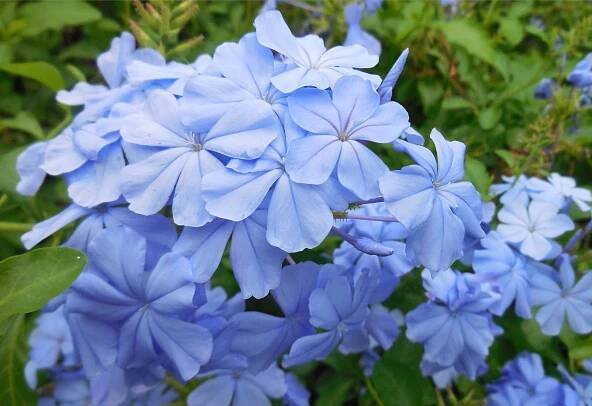 monott plumbago