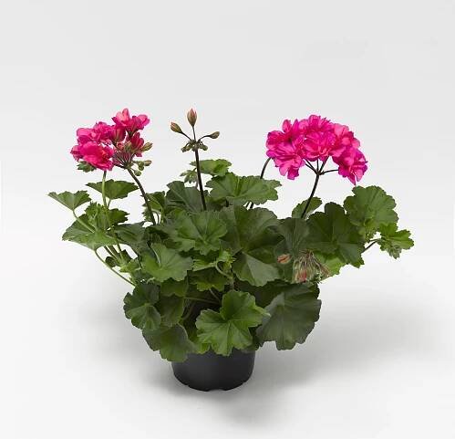 37530-70069789-CorrienteDarkPink_L