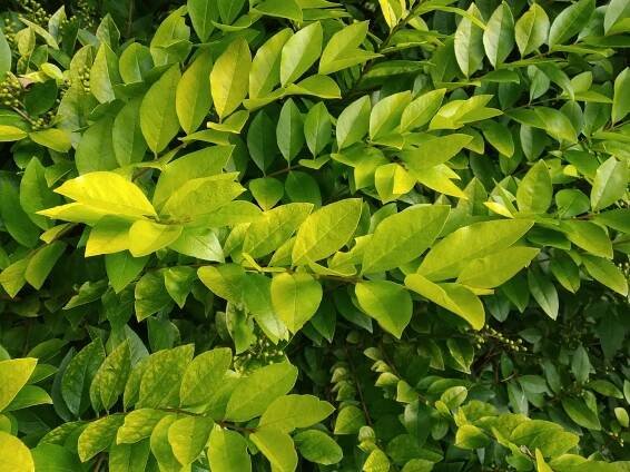 Ptačí zob - Ligustrum 'Vicaryi'