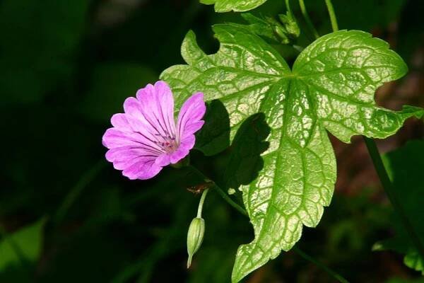 Geranium nodosum - Wikipedia