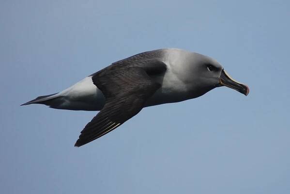 Soubor:Thalassarche chrysostoma -Southern Ocean, Drakes Passage -flying-8.jpg
