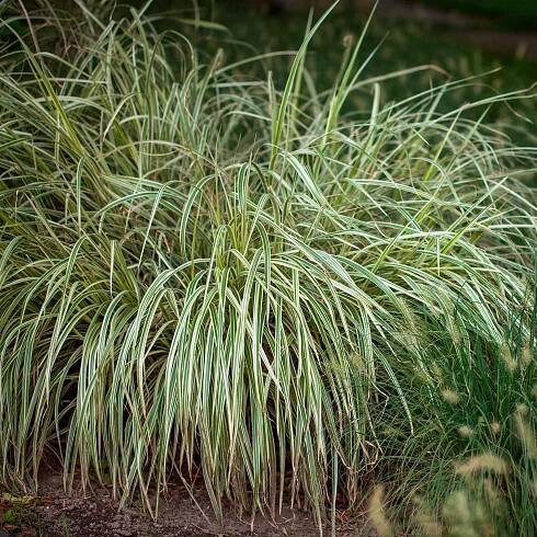 Segge 'Variegata'